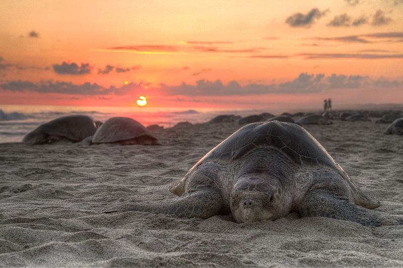 An Olive ridley turtle nesting on Escobilla Beach, Oaxaca, Mexico. Credit: Wikimedia Commons