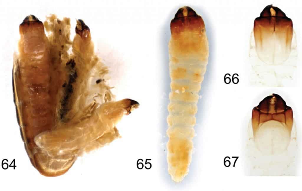 Borneostyrax cristatus sp. n., larvae from one of the paratype females: 64 Separated and partially opened female abdomen with three larvae, dorsal view 65 Larva, dorsal habitus 66 Larval head capsule, dorsal view 67 Larval head capsule, ventral view. Not to scale.