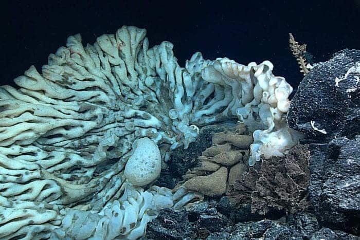 largest sea sponge