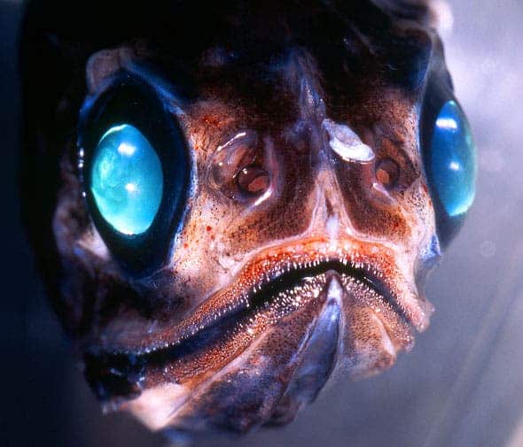 Myctophid lantern fish. Credit: Christopher Glenn