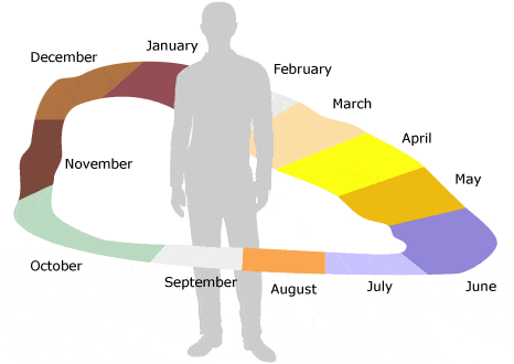 The shape of each synaesthete's year is different, but traces a rough circle. Credit: Carol Steen for the BBC