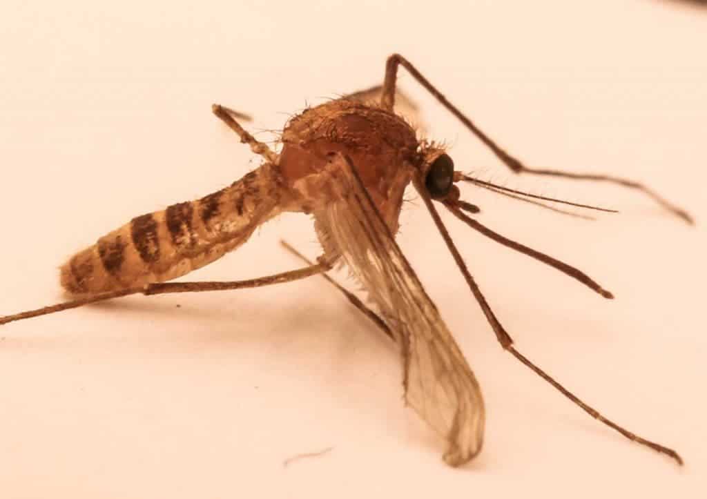 The London Underground Mosquito, found in underground systems worldwide. Presumed to have evolved from standard house mosquito. (Credit: Wikimedia Commons)