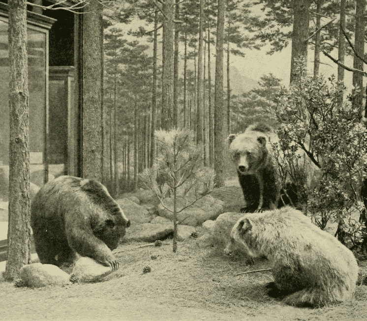 The Mexican grizzly bear became extinct in 1964. Credit: Wikipedia