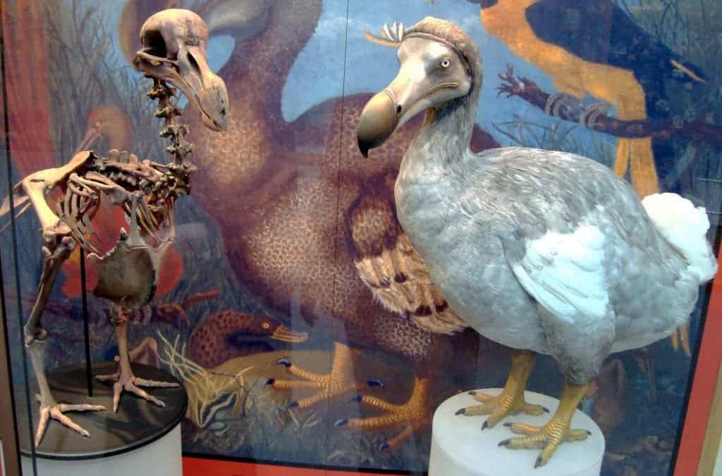 Skeleton and model of the Dodo, which was driven extinct by humans but is also a prime example of insular gigantism. Credit: Wikipedia