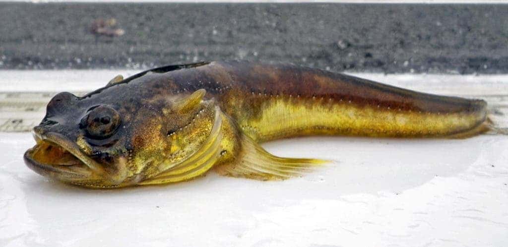 Porichthys notatus is a species of fish in the toadfish family. One fish has over 700 photophores, each about a millimeter wide. They contain luciferin. Norepinephrine activates them, producing a distinct fluorescent green glow. Credit: Wikimedia Commons