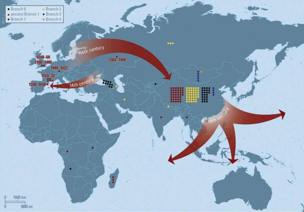ry. Red arrows indicate Branch 1 cycling through Europe during the 14th century, eastward travel out of Europe after the Black Death, and global dissemination from China during the third plague pandemic. Credit: Cell 