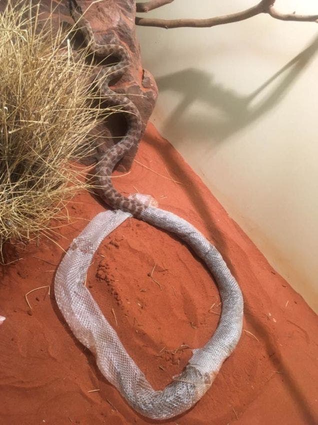 The snake after it finally escaped. Credit: Alice Springs Reptile Center