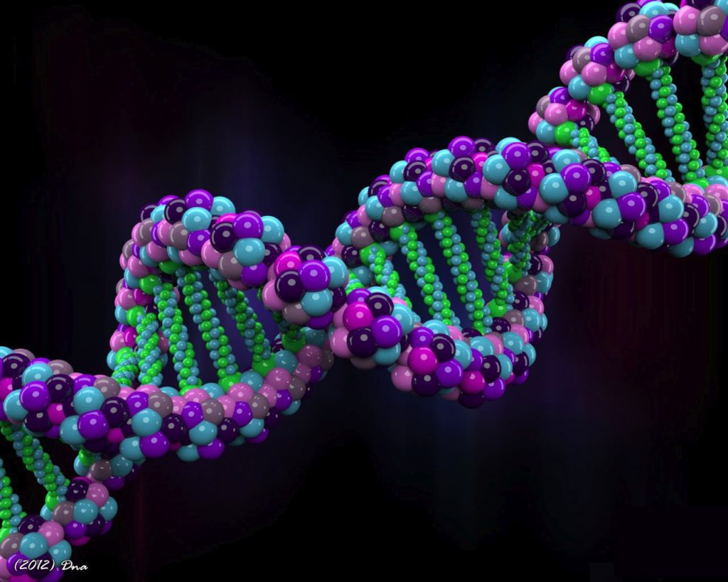 human genome