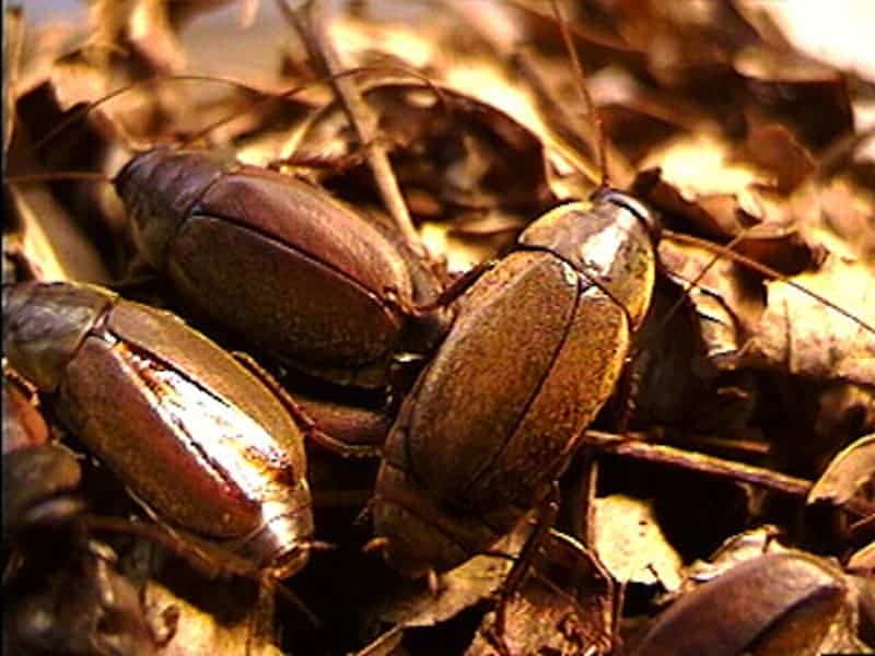 The Diploptera punctata cockroaches that produce that unique milk. Credit: University of Toronto