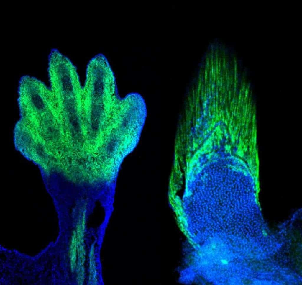 Mouse hand and zebrafish fin, both colored with the same protein markers. The two grow using the same blue-print with significant consequences to our understanding of evolutionary biology. Credit: Marie Kmita and Andrew Gehrke