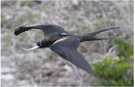 A frigatebird in flight, probably napping. Modified after Niels C. Rattenborg et al., 2016 / Nature Comm.