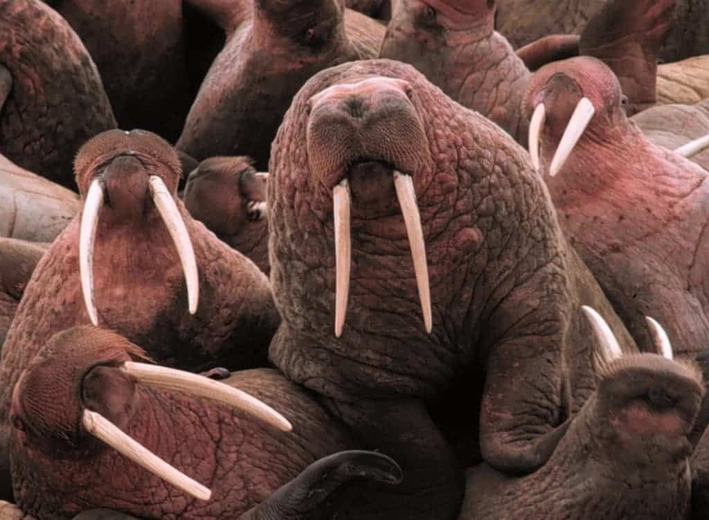 The Pacific walrus is at risk of extinction because its Arctic habitat is melting. It's still on the waiting list. 
