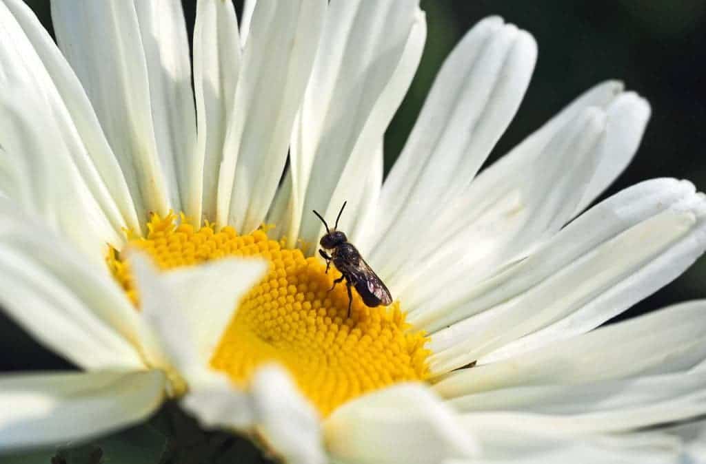 bee pollinator 