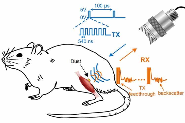 Ultrasound pulses both power and read out measurements. . The backscatter signal carries information about the voltage across the sensor’s two electrodes. Credit: UC Berkeley