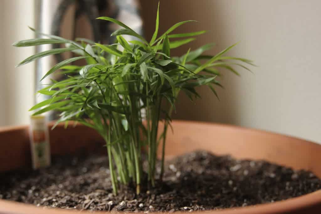 palm tree plant