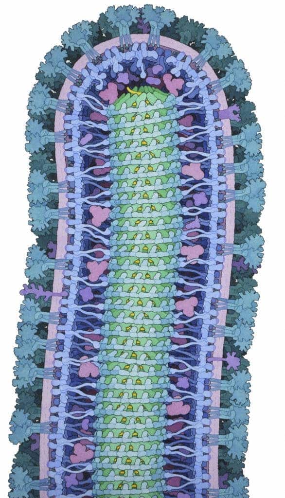 Cross section through an ebola virus. Image credits David S Goodsell / RCSB Protein Data Bank.