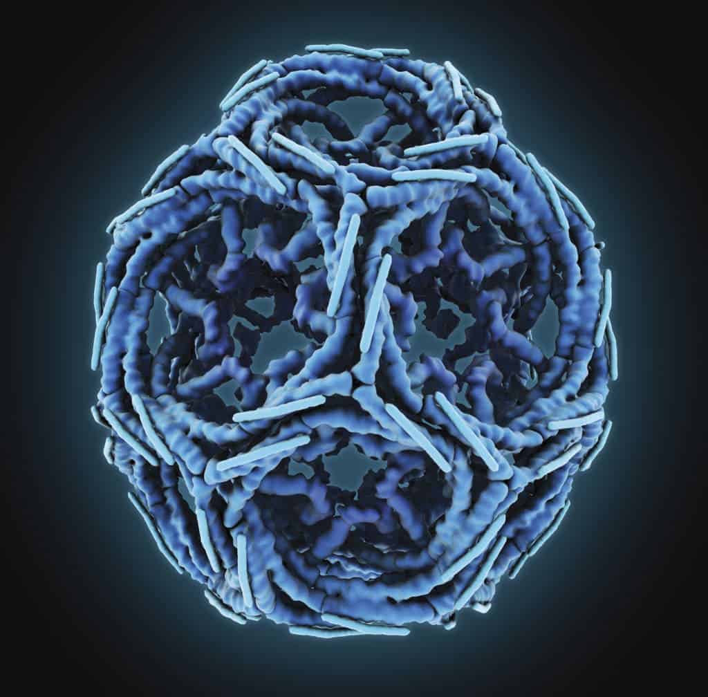 Clathrin cage. Image credits Maria Voigt / RCSB Protein Data Bank.