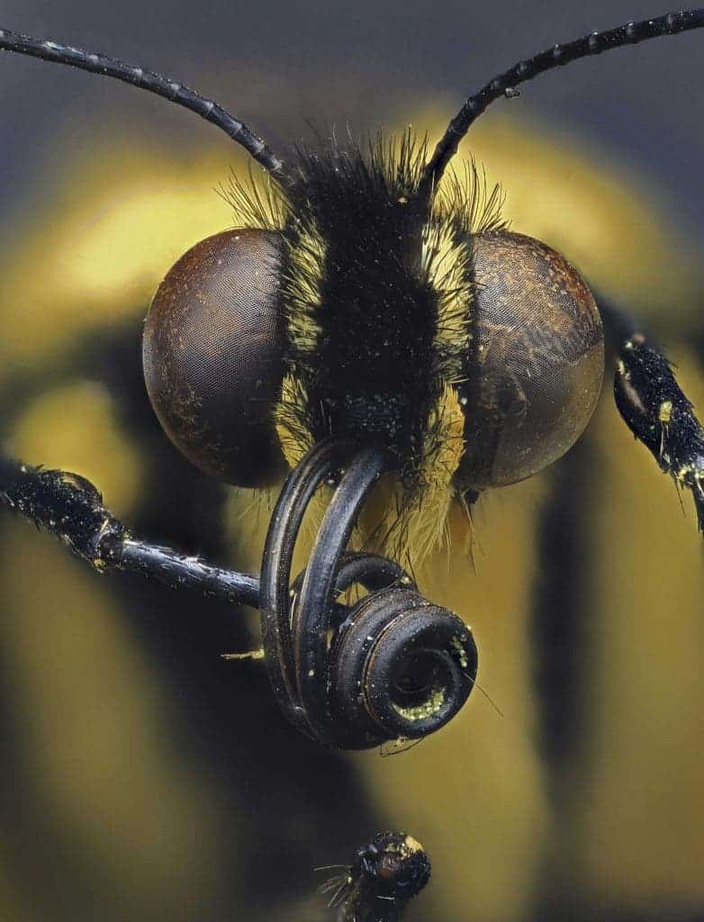 Swallowtail butterfly. Image credits Daniel Saftner / Macroscopic Solutions.