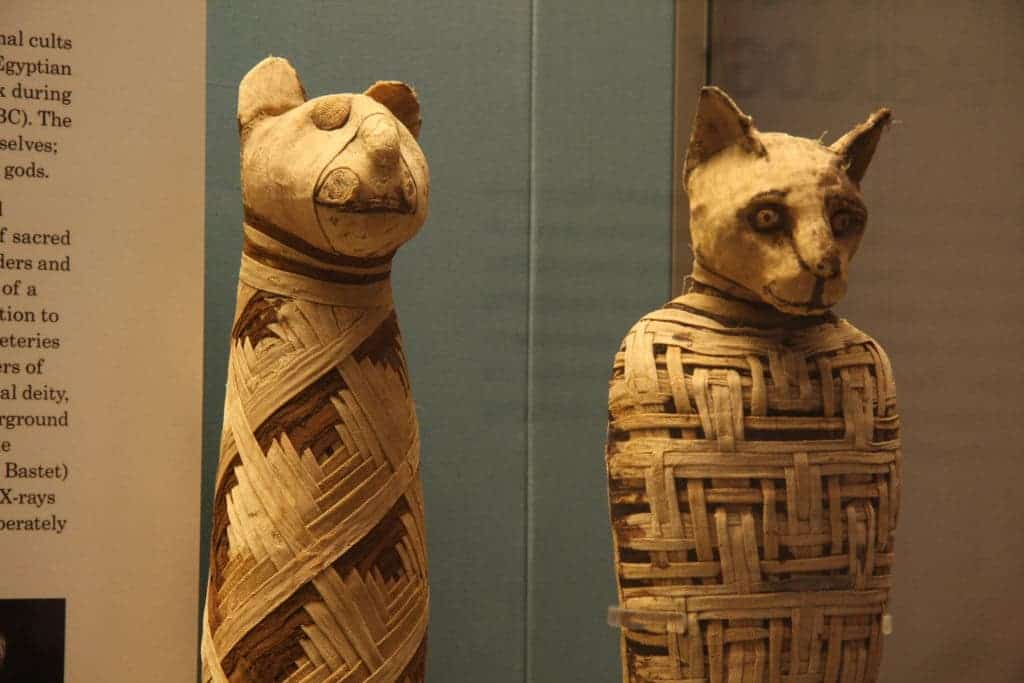 Credit: Wikimedia Commons