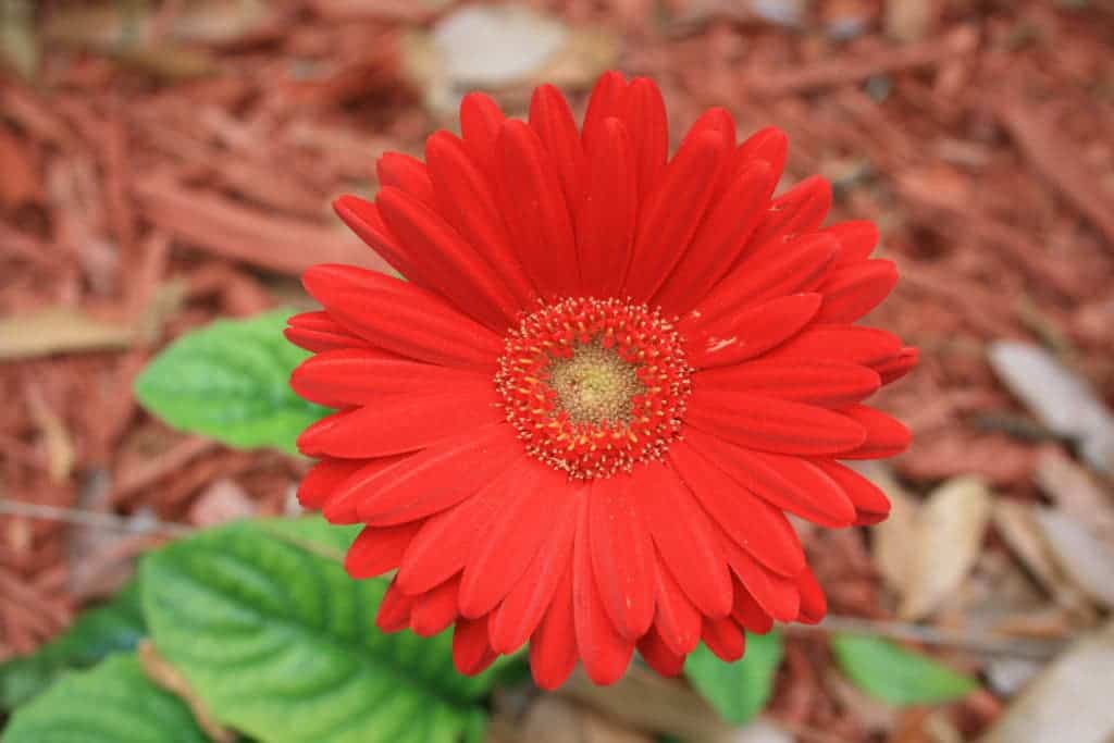 Gerbera Daisy 