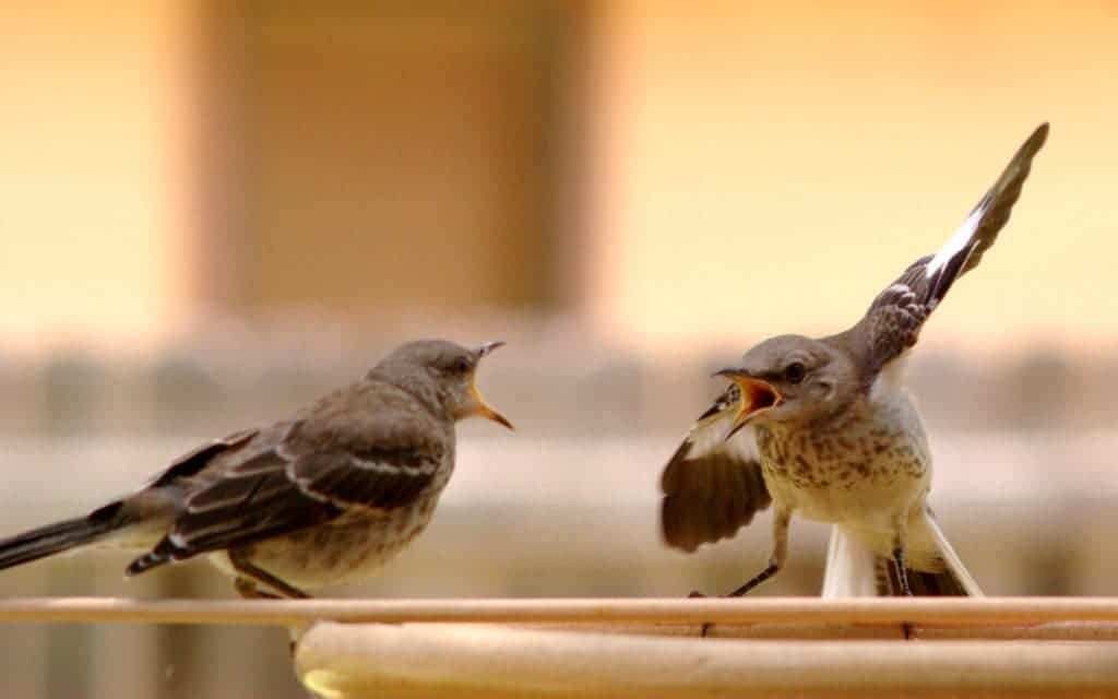 Mocking birds having an argument. Credit: Wikimedia Commons