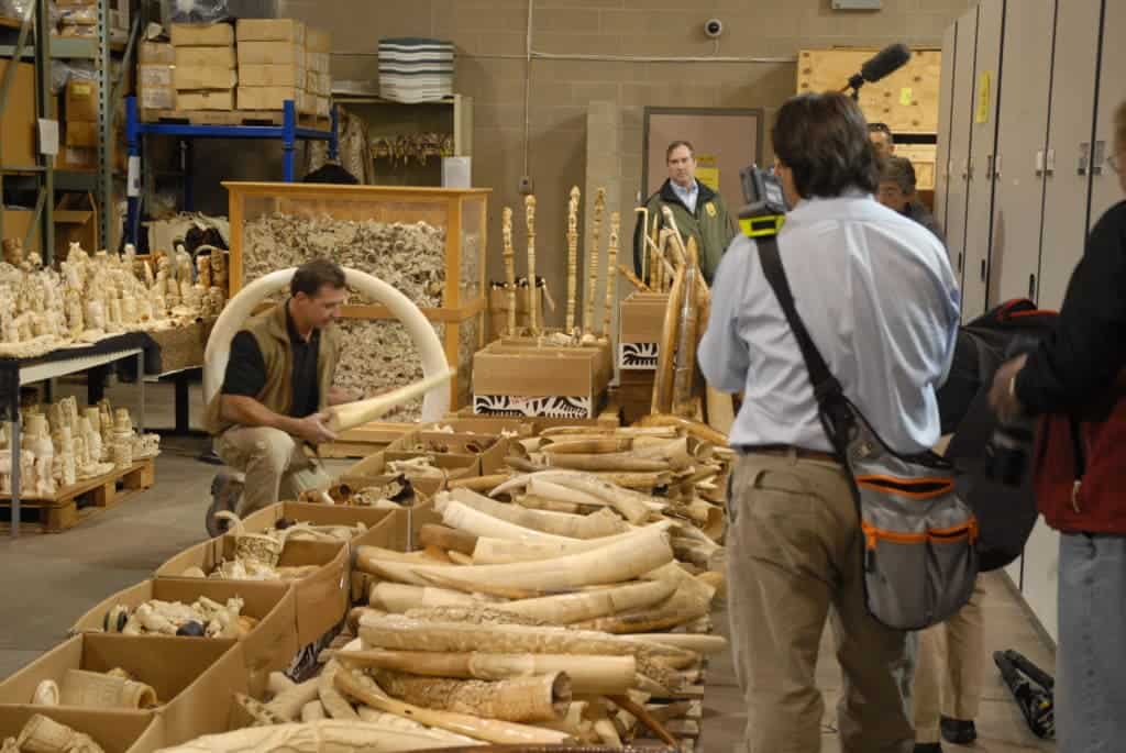 Seized ivory slated for destruction. Credit: Wikimedia Commons