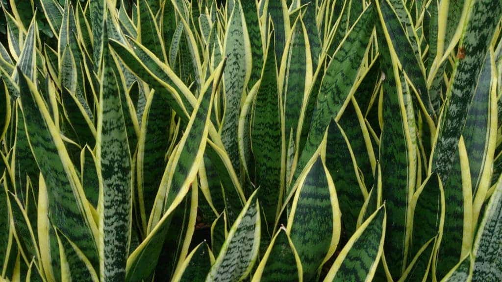 Snake_Plant_Sansevieria_trifasciata_Laurentii