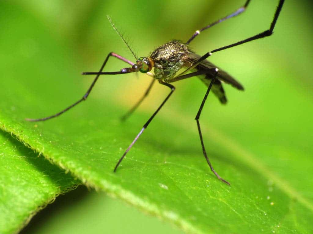 Malaria carrying mosquitoes have caused the extinction of more than two dozen bird species in Hawaii. Should they be destroyed using irreversible gene editing before other birds meet the same fate? Credit: Wikimedia Commons