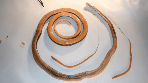 The snake's venom gland can be as long as a quarter of its body length. When bitten, a prey will spam becoming instantly paralyzed. Credit: Queensland University