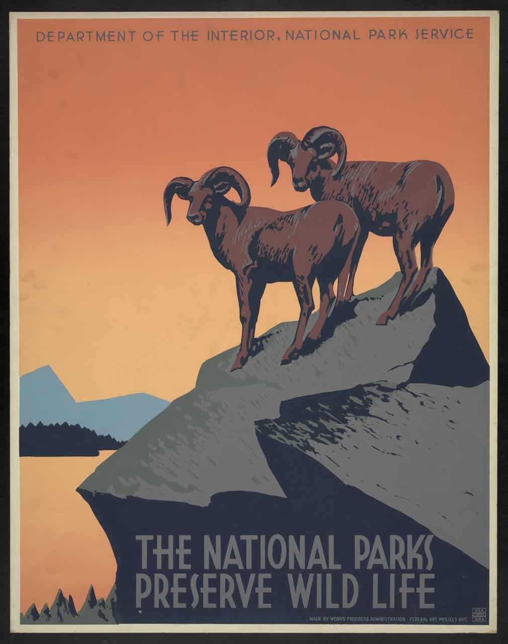 Two bighorn sheep invite travelers to national parks, 1939. 