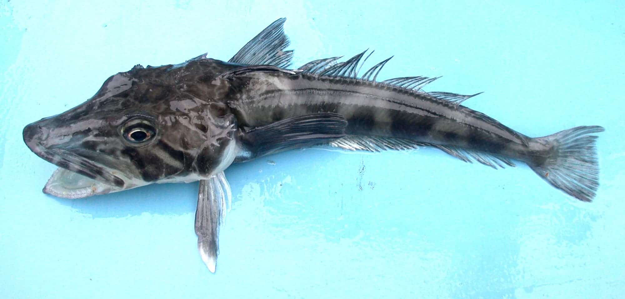 You might be eating icefish instead. Image credits: Valerie Loeb