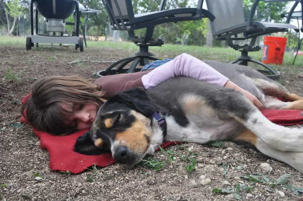 dog 