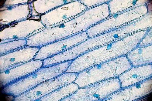 onioncells