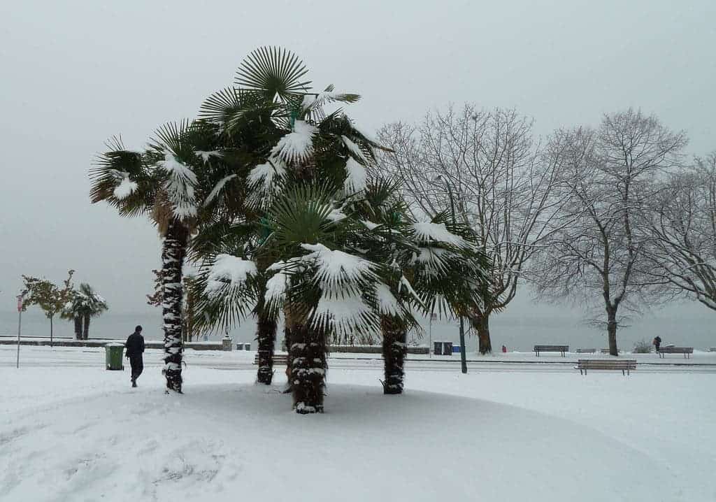 Vancouver's palms at English Bay during the winter. Credit: Flickr, Wendy Cutler.