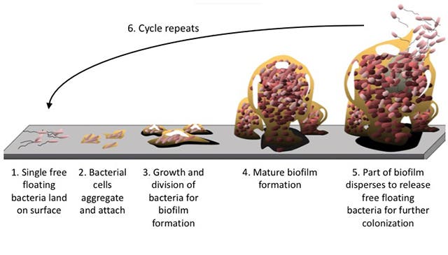 The life cycle of a biofilm. Credit: Bay Area Lyme Foundation.