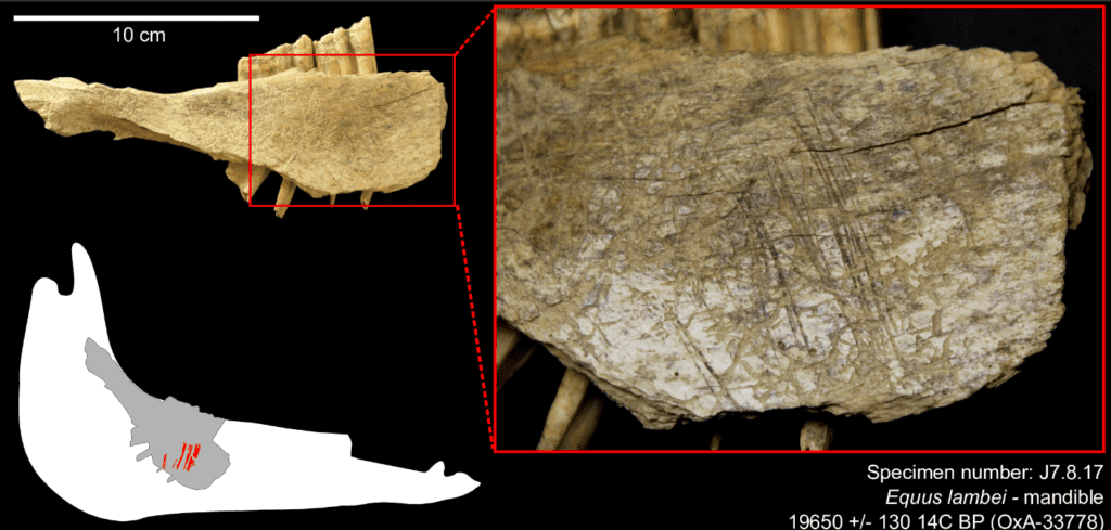 Cut marks on the medial side, under the third and second molars, are associated with the removal of the tongue using a stone tool. Credit: PLOS One.