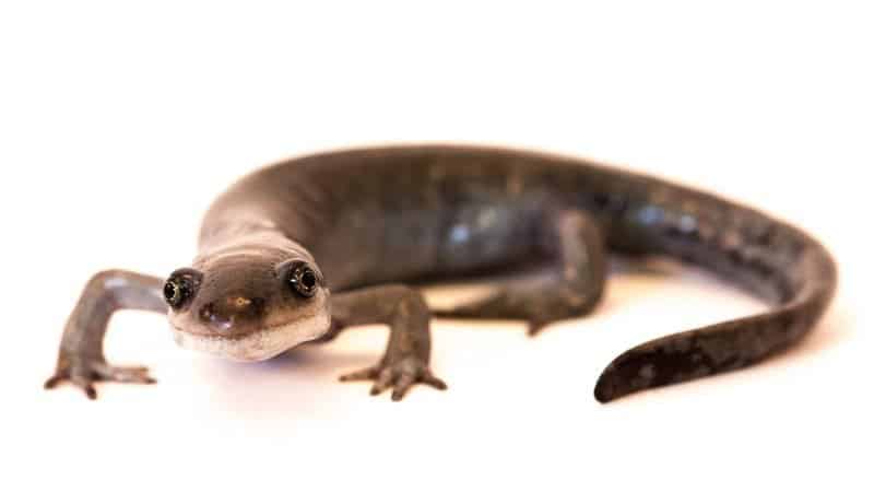 A unisexual female salamander. Credit: Robert Denton.