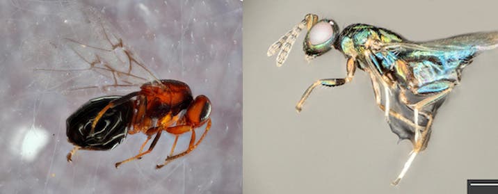 Left: Bassettia pallida. Right: the crypt-keeper wasp, Euderus set. Credit yan Ridenbaugh and Miles Zhang / Andrew Forbes.