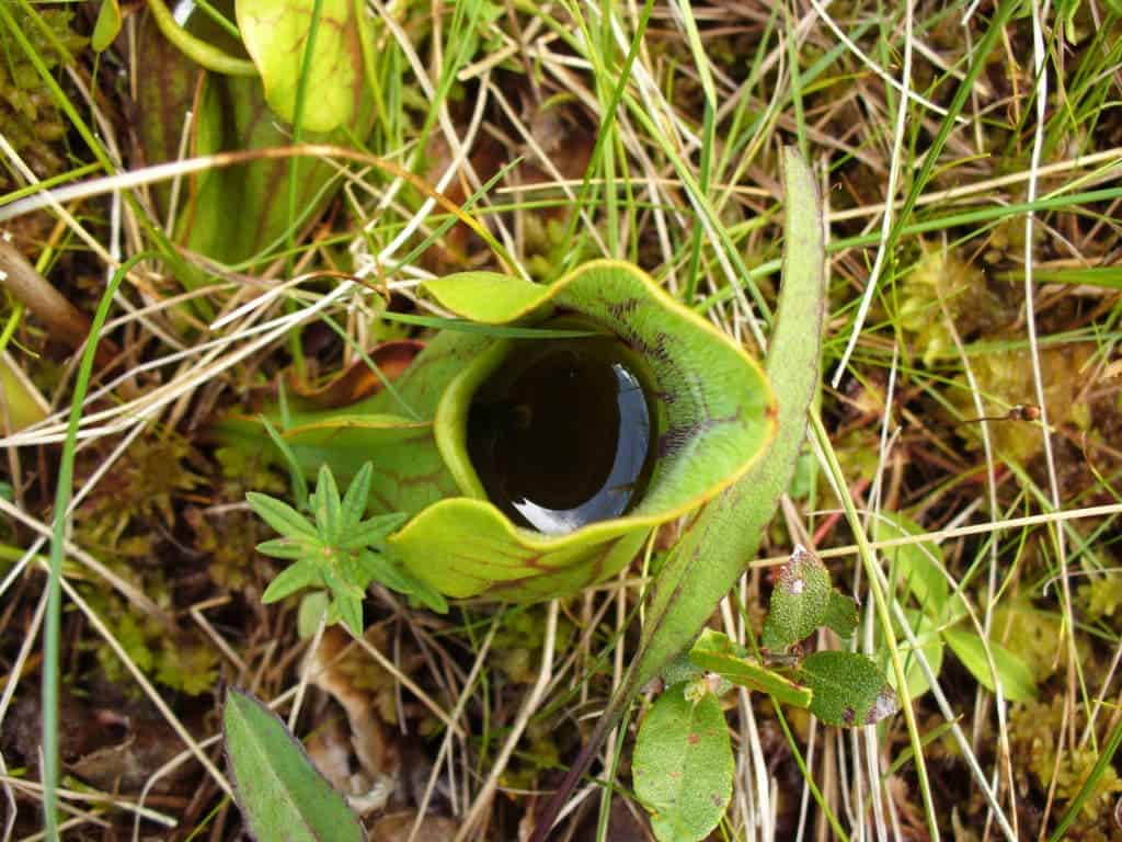 A pitcher plant and its deadly insides. Credit: Wikimedia Commons.