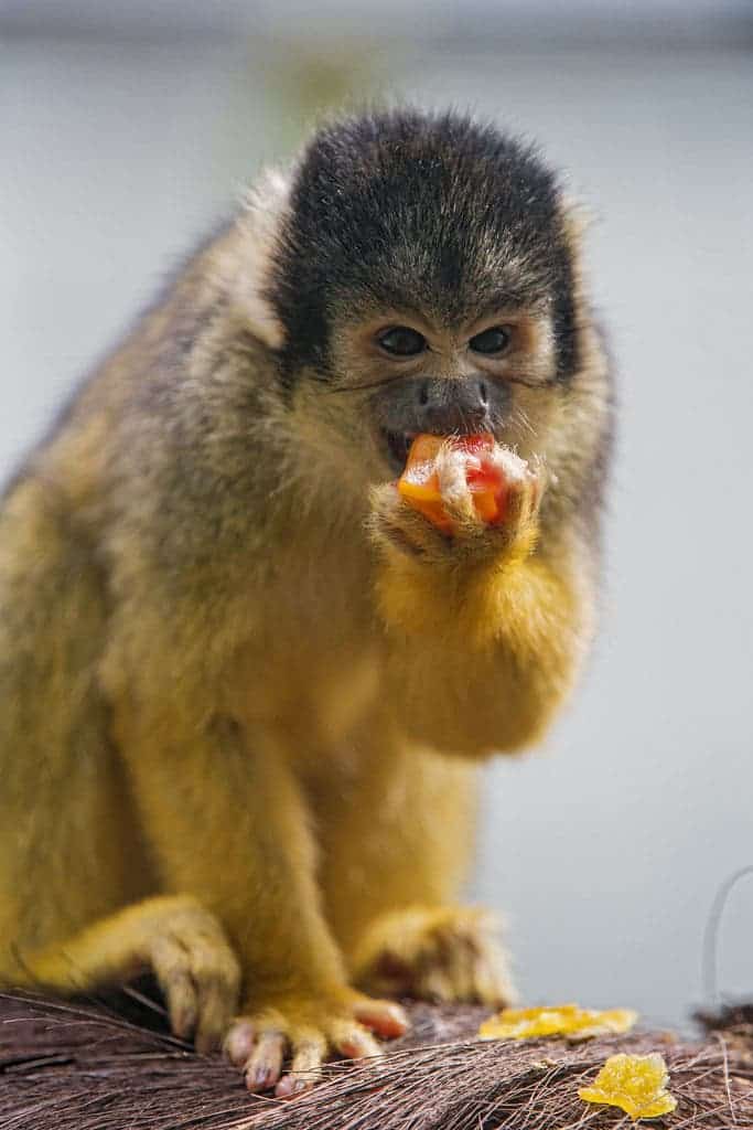 Squirrel monkey eating fruit. 