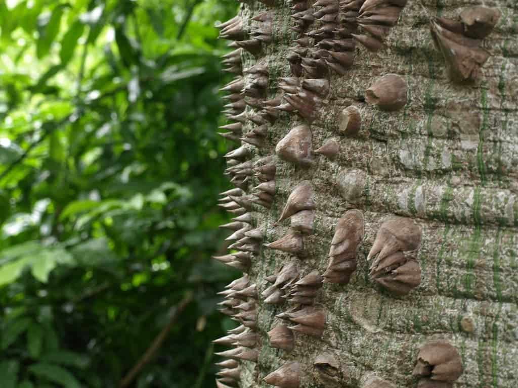 Floss silk tree bark.