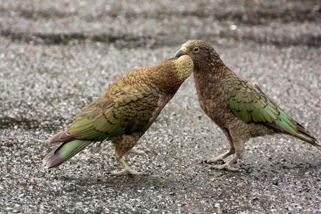 Two playful Keas. Credit: Flickr. 