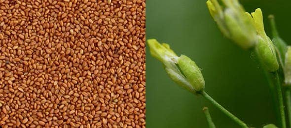 Camelina Sativa, a remarkable oil-seed plant with a massive potential for reducing emissions from transportation. Credit: Wikimedia Commons.