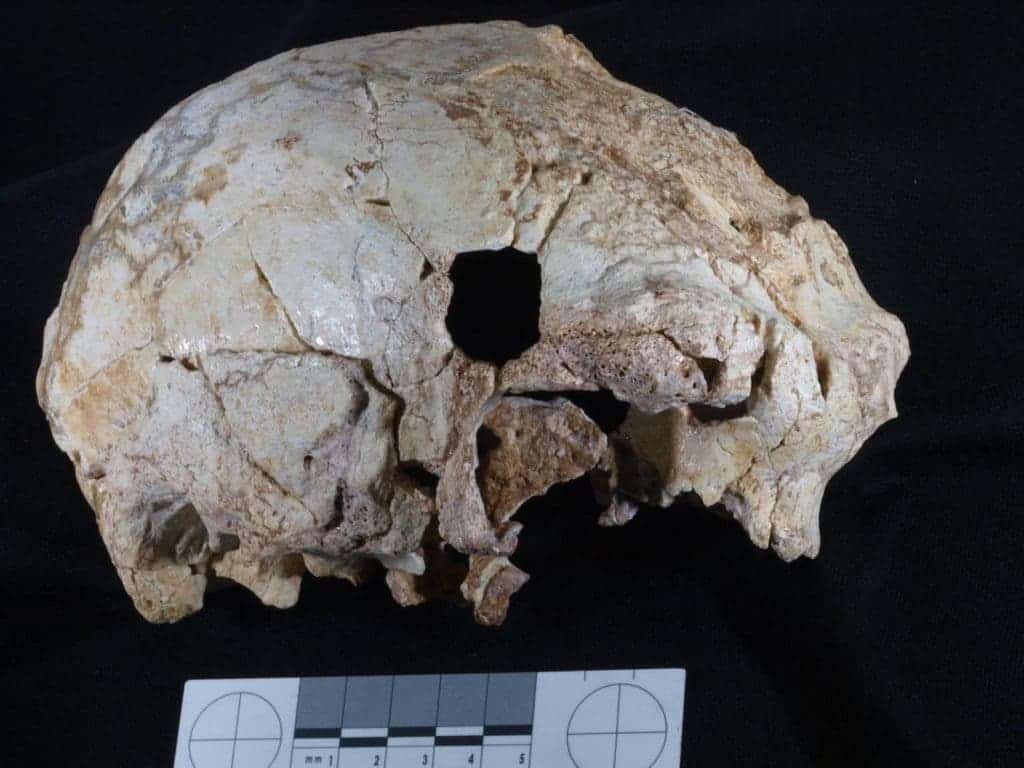 The Aroeira skull discovered in Portugal that shares Neanderthal features. Credit: Javier Trueba.