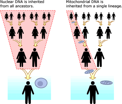 mitochondria inheritance 