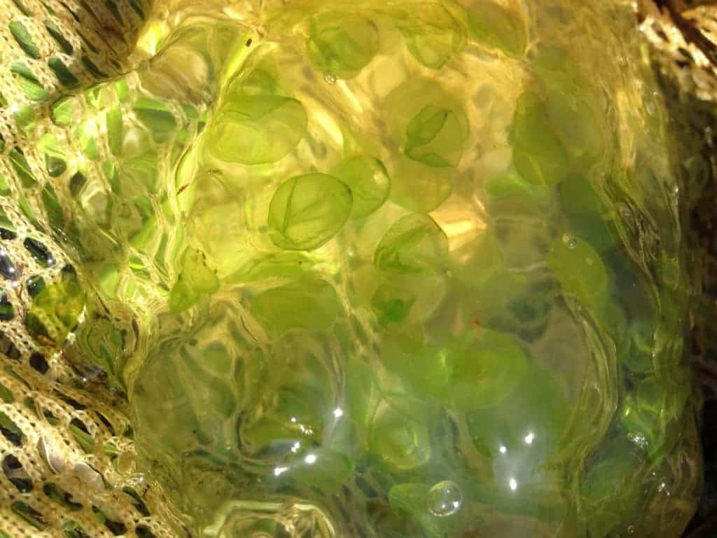 yellow-spotted salamander eggs
