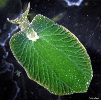 Elysia chlorotic