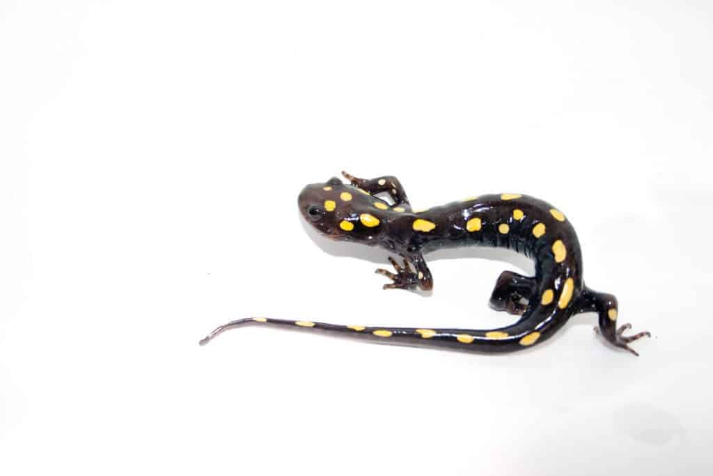 Yellow-spotted salamander