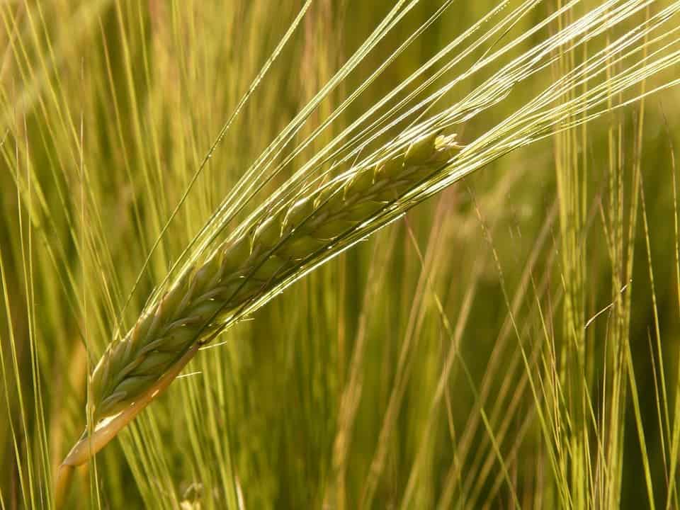 research paper of barley