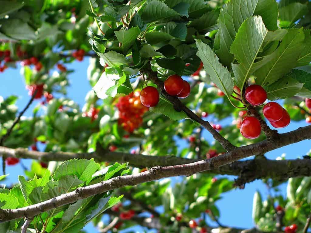 Why buy red cherries when you can forage them from nearby? Credit: Pexels. 